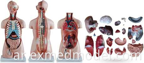 Sexless Human Torso